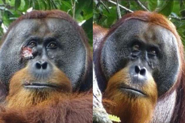Científicos documentan caso de orangután que elaboró ungüento para curarse una herida