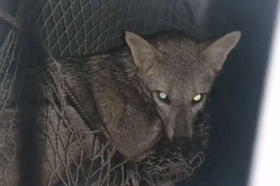 Este zorro fue rescatado por la Policía Nacional en Cali. 