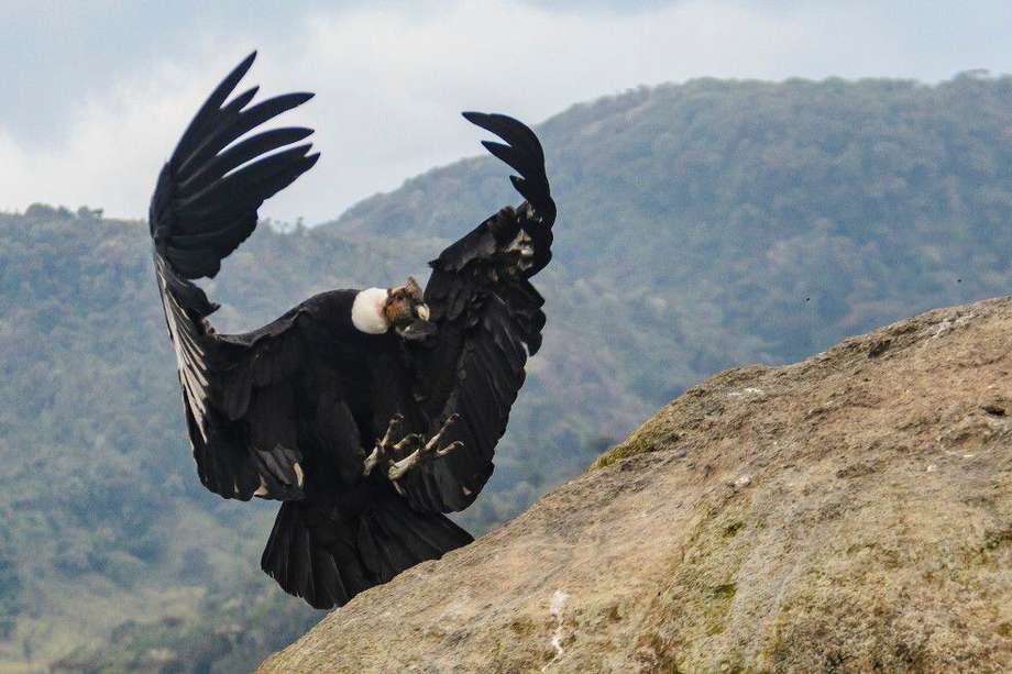 El cóndor de los Andes es una de las aves más grandes del mundo y una de las especies en peligro crítico de extinción en Colombia.
