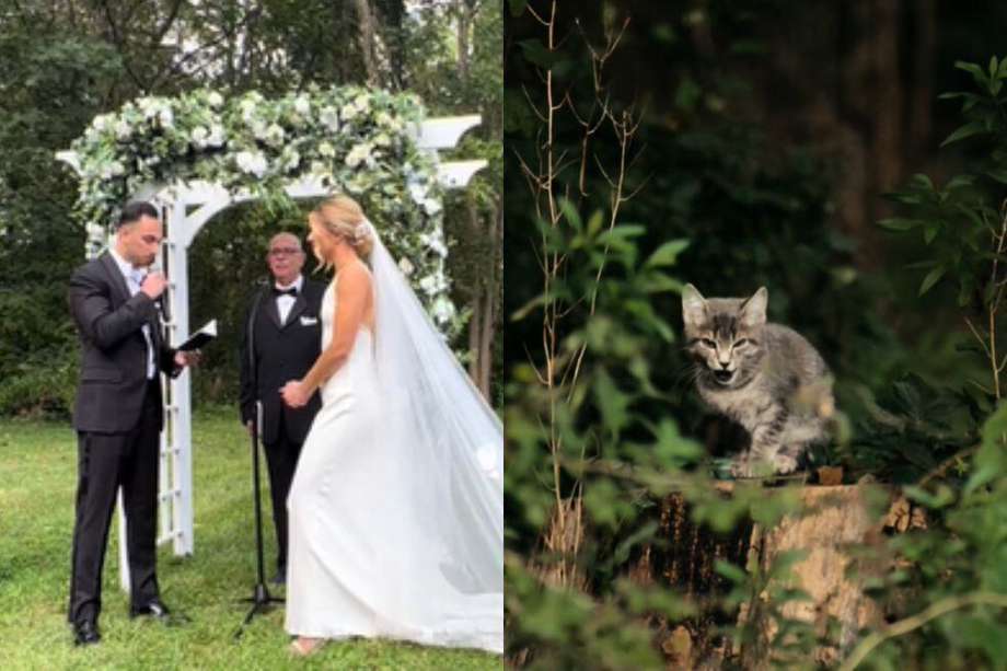La pareja recibió el mejor regalo inesperado en su boda: una gatita.
