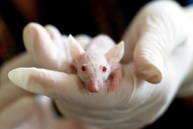 Solo seis países de Latinoamérica prohíben la experimentación animal con fines cosméticos
