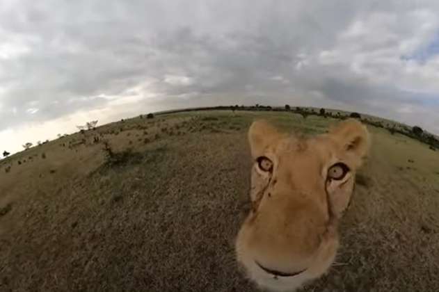 Leona robó cámara GoPro a turistas y capturó curiosas imágenes