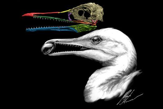 Ichthyornis dispar es un animal prehistórico que ocupa una posición clave en el camino evolutivo que lleva de los dinosaurios a las aves actuales.  / MICHAEL HANSON/YALE UNIVERSITY