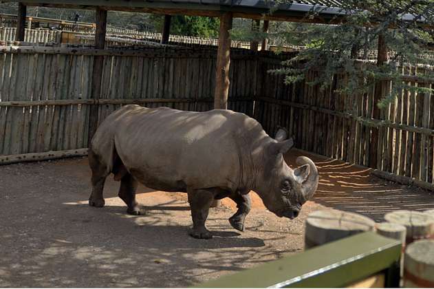 ¿Realmente se extinguirán los rinocerontes blancos?