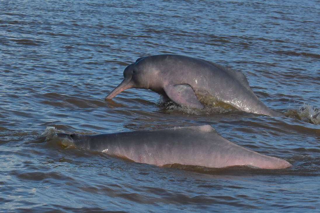 Los delfines rosados del Amazonas son cazados para utilizarse, principalmente, como carnada en la pesca del pez mota. Una reciente investigación identificó las 57 localidades donde más se realiza esta práctica. Brasil, con 20 de estas, concentra esta actividad.