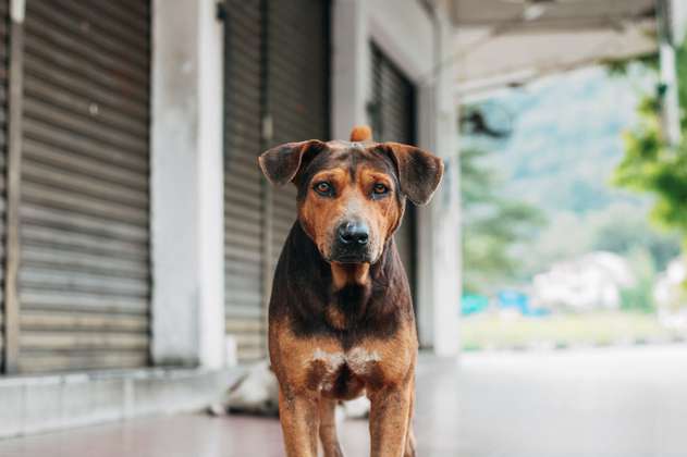 ¡Anímese y adopte! Estos perros y gatos buscan un hogar en Medellín