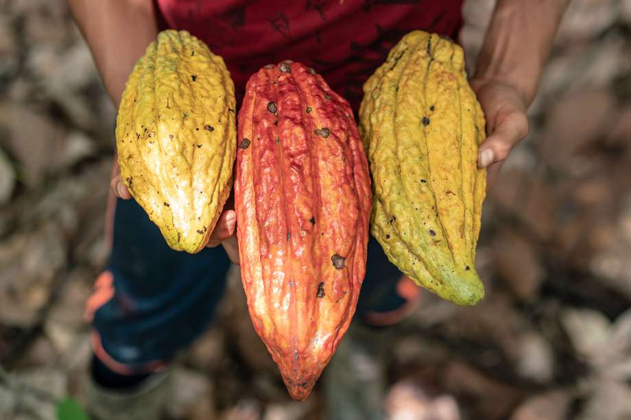 Comicacao acopia alrededor de tres toneladas de almendra de cacao seco al mes. Imagen de referencia.