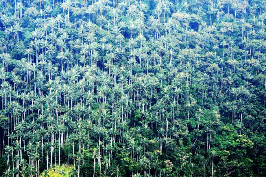 En la cuenca del río Tochecito, la concentración de palmas es 600 veces mayor que en el valle de Cocora. En la imagen, una foto de esa área.  / Rodrigo Bernal