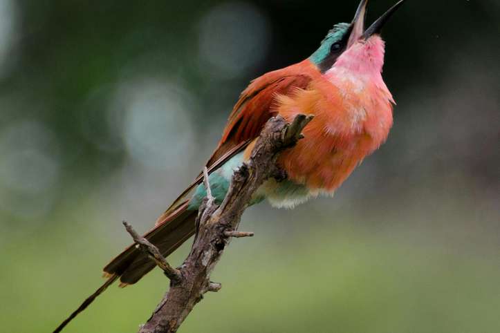 Hoy, Día Mundial de las Aves Migratorias 2024, se resalta el valor de los insectos