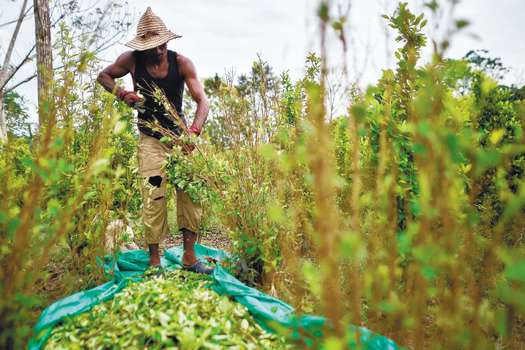 De acuerdo con el SIMCI, en la zona rural de Cúcuta hay 330 hectáreas de cultivos de coca. / AFP