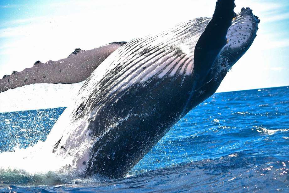 Una ballena puede consumir más de tres millones de microplásticos al día. 