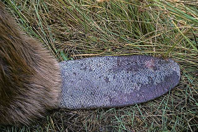 Los castores también tienen su “huella dactilar”: su cola. La IA la identifica 