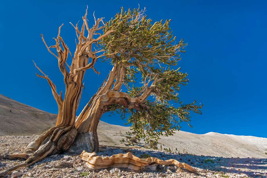 El pino longevo es uno de los más viejos del mundo.