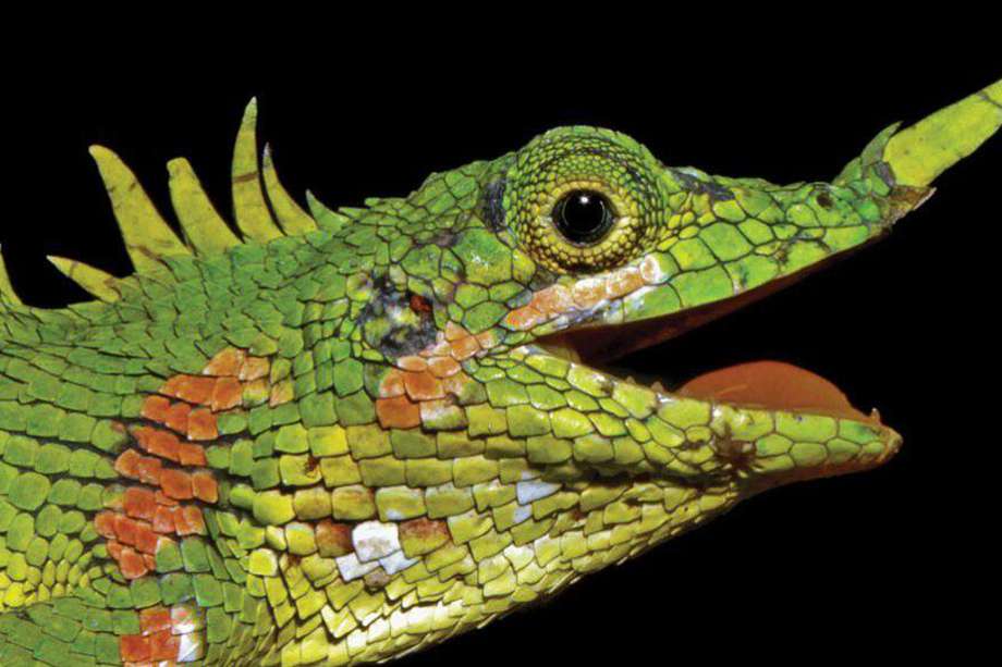 Un ejemplar de lagarto Modigliani vivo fue encontrado en 2018 en los bosques del norte de Sumatra, en Indonesia.