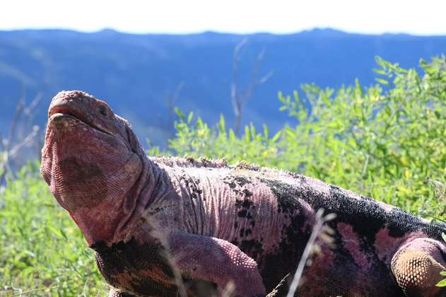 Crías de iguana rosada, en vía de extinción, fueron vistas en las islas Galápagos