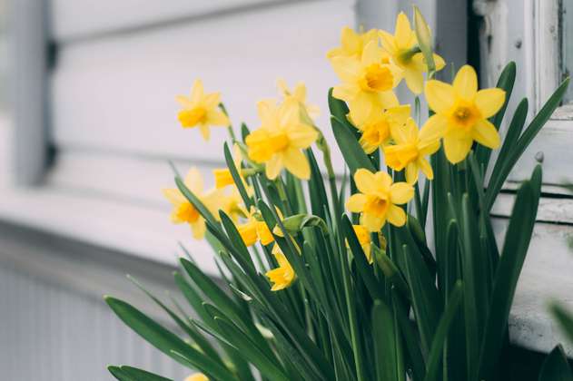 ¿Por qué se regalan flores amarillas el 21 de marzo? Historia del trend de TikTok