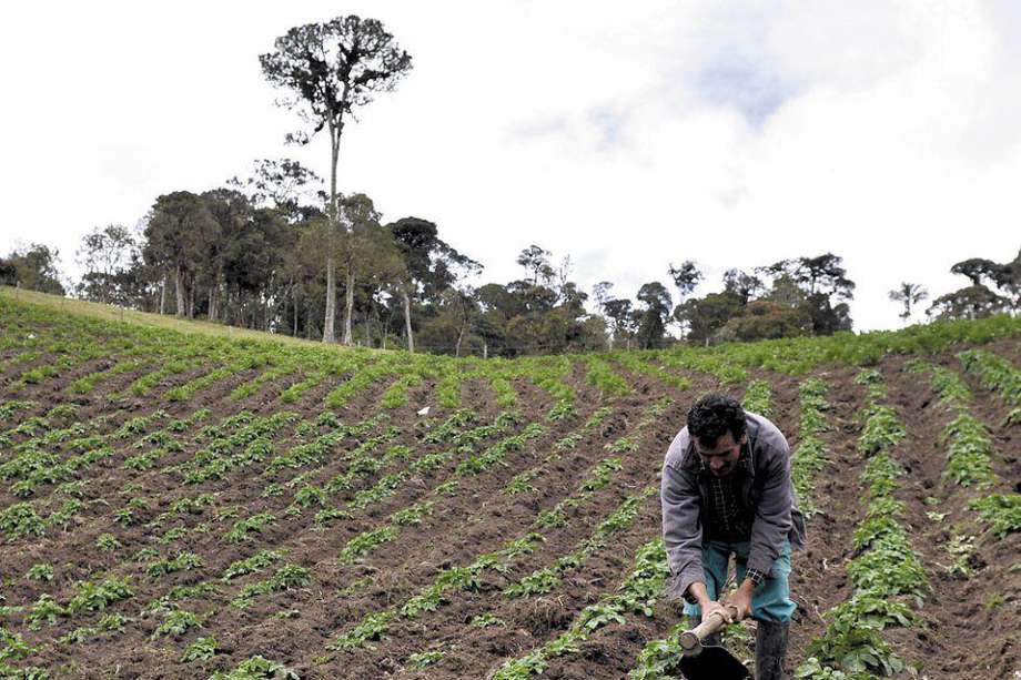 La petición formalizaría 5.800 hectáreas de tierra de distintas poblaciones en Tumaco (Nariño). 