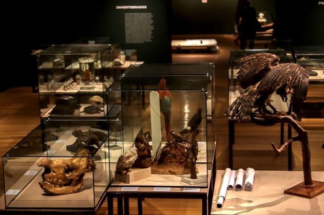 Museo Nacional de Brasil expondrá piezas rescatadas del incendio 
