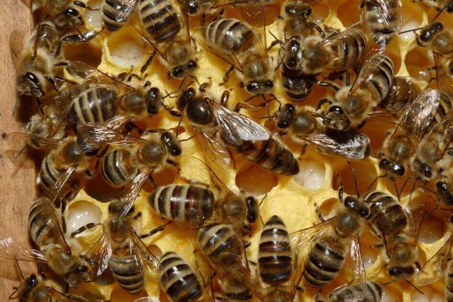 Se conoció que fueron envenenados tres apiarios, lo que dejó pérdidas mayores a los $50 millones. 