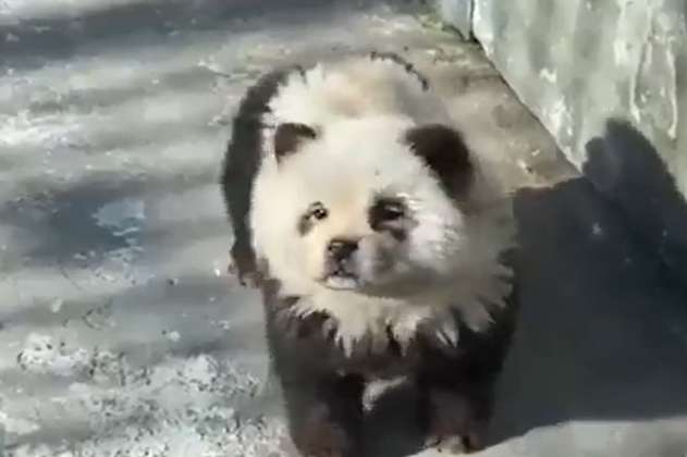 Zoológico en China pintó a perros para hacerlos pasar por osos pandas (video)