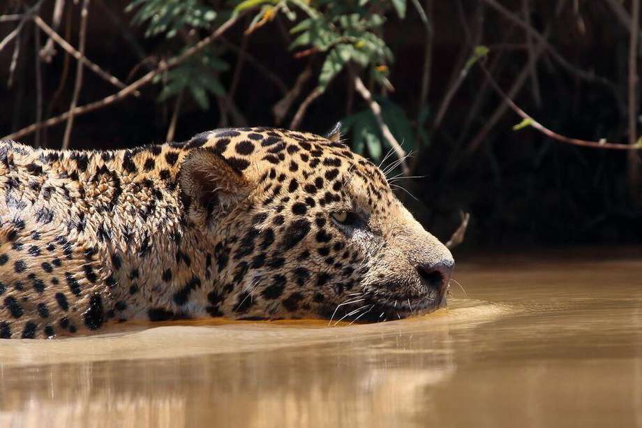 Según la Unión Internacional para la Conservación de la Naturaleza (UICN), el jaguar se encuentra “Casi Amenazado". La pérdida de hábitat y los conflictos con humanos figuran dentro de las principales causas.