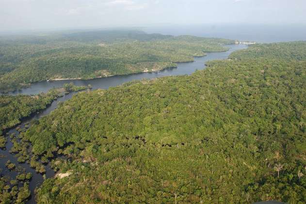 ¿Cuál es la relación entre los ríos y la diversidad de aves en la Amazonía? 