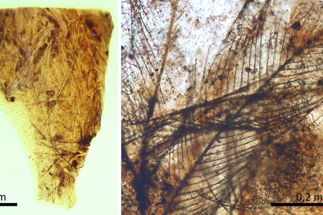 Encuentran los pelos de mamífero más antiguos conservados en ámbar