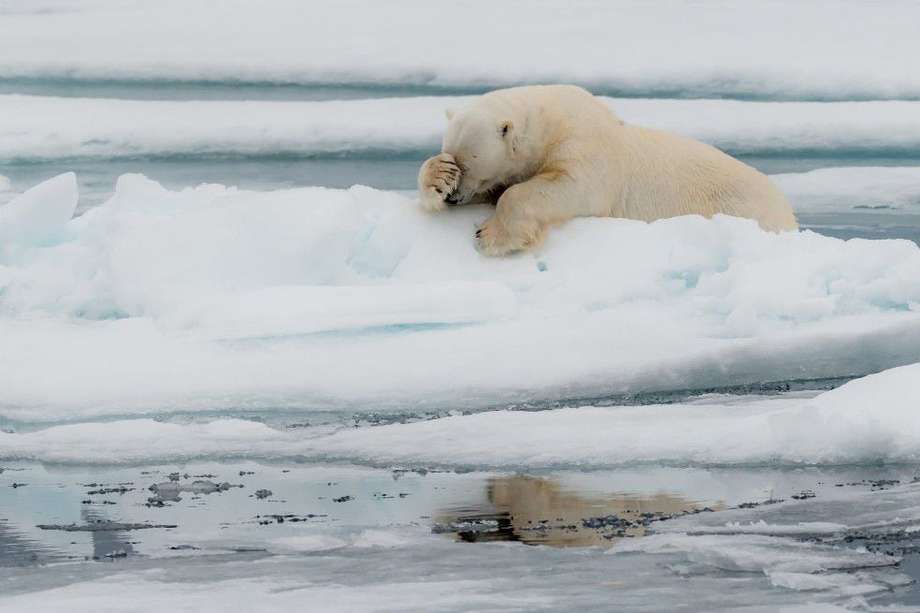 En Churchill (Canadá), considerada la capital mundial del oso polar, se ha registrado una reducción de casi un 50 % de esta especie desde la década de 1980.
