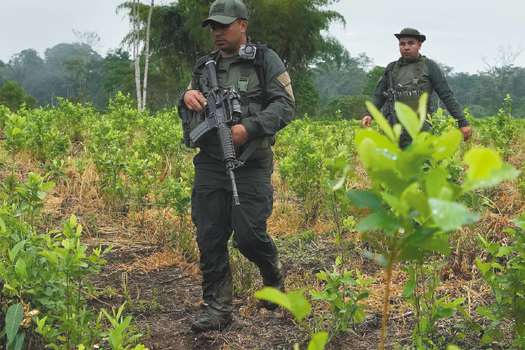 Según el Simci de Naciones Unidas, en 2020 (medición más reciente) había 143.000 hectáreas de hoja de coca sembradas en Colombia. Imagen de La Hormiga, Putumayo.