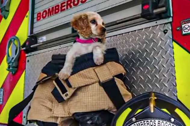 Mara, la perrita rescatada de un incendio que ahora es parte de los Bomberos de Bogotá