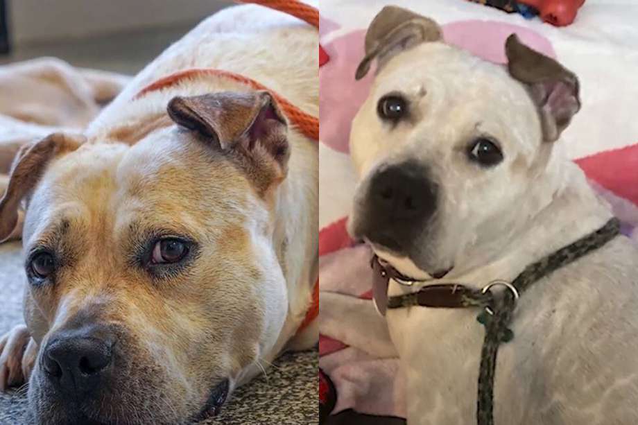 Ella es Cenicienta, una perrita que duró más de tres años esperando a ser adoptada en un refugio de animales en Estados Unidos.