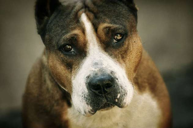 Este domingo se realizará en Bogotá caminata con perros ‘potencialmente amorosos’  