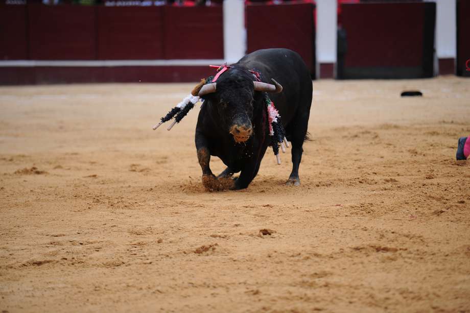 Archivo: Una corrida de toros en la Plaza de Santamaría, rejoneadores, banderilleros y otros aspectos de esta.