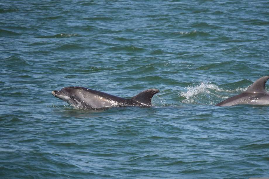 Los científicos observaron a 121 delfines cerca a Shark Bay, en el occidente de Australia. 