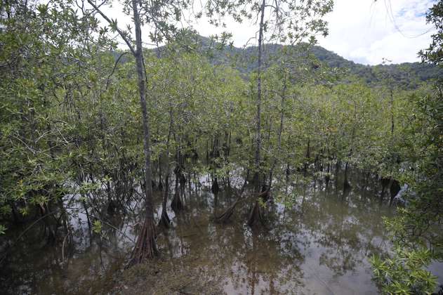 La degradación de los manglares llevaría a que emitan 50.000 % más de carbono 