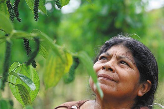 Flor Alicia Gualpa hace parte del nodo Los Corrales, un grupo de 11 personas de diferentes familias que cosechan pimienta juntos. / Andrés Ramírez