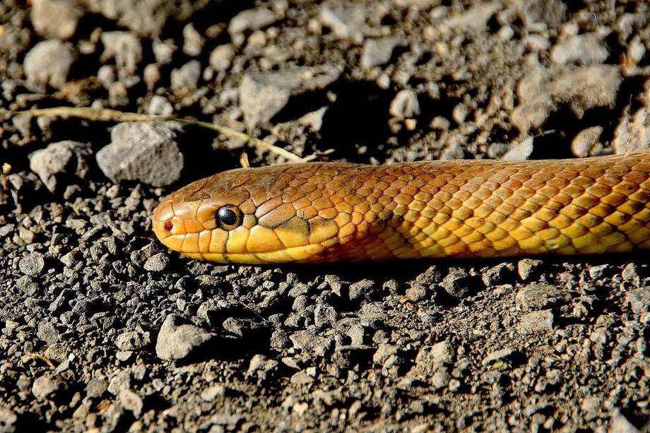 Las serpientes tienen una piel escamada que les ayuda a su desplazamiento y protección.