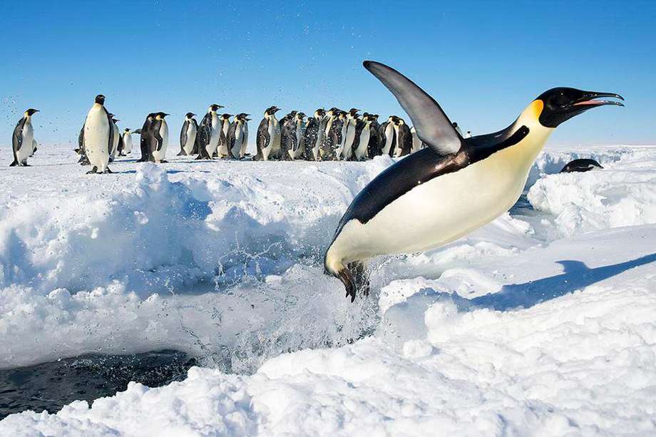 Un pingüino emperador retoza en la nieve en Gould Bay, Antártida. El número de ejemplares de esta carismática especie está disminuyendo; figura como casi amenazada en la Lista Roja de la UICN. /: CHRISTOPHER MICHEL - FLICKR