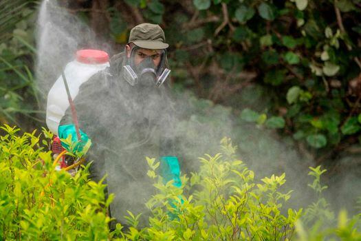 Autoridades fumigan plantas de coca durante la erradicación de cultivos ilícitos en Tumaco, departamento de Nariño.