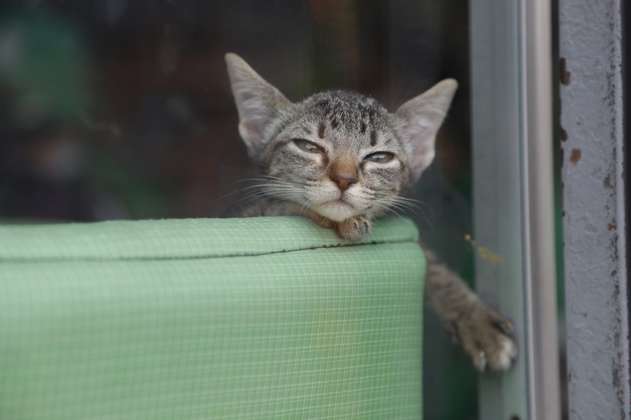 Instituto de Protección Animal incautó tres gatos en establecimientos de comercio