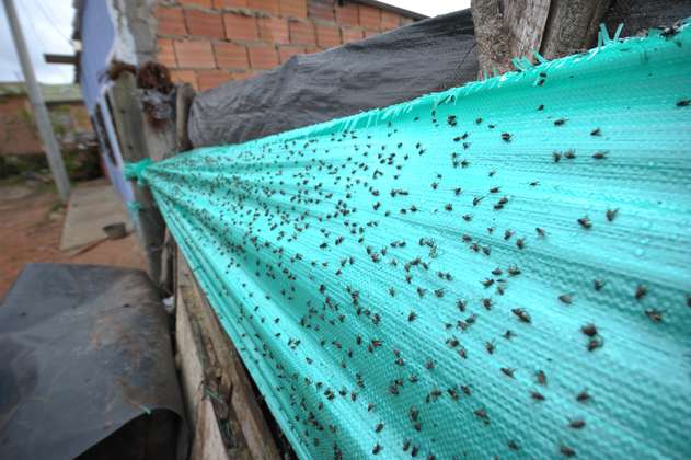 "Las moscas se levantan como nubes”: vecinos de Doña Juana denuncian aumento de insectos 