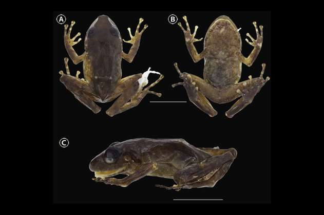 Encuentran nueva especie de rana en antigua zona de grupos armados