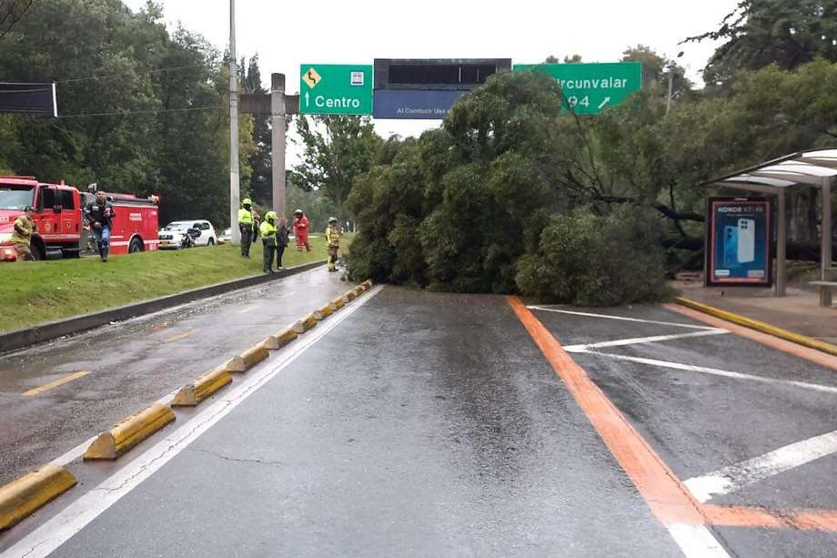 Bogotá: Afectación en tránsito por caída de árbol sobre la Calle 97 con Carrera 7.