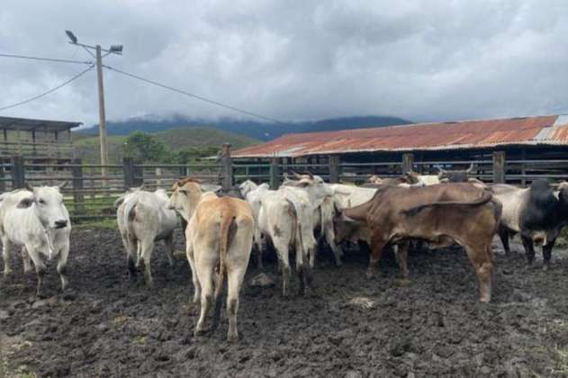 Diez vacas murieron por impacto de un rayo en zona rural de Arjona, Bolívar