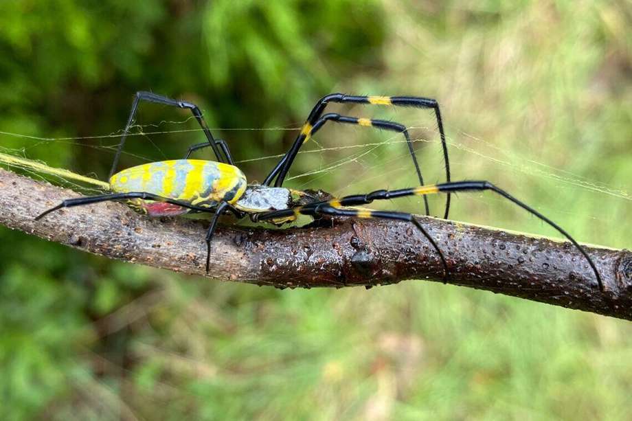 Las crías de esta araña pueden viajar por más de 161 kilómetros al crear con sus telarañas una especie de paracaídas. 