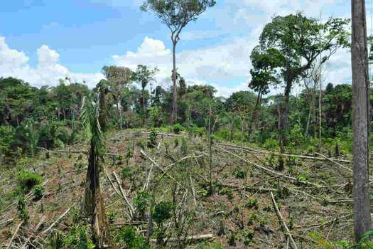 Deforestación, una consecuencia más del crimen organizado (entre otras). / Archivo El Espectador