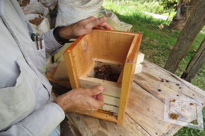 Estructura de los nidos para las abejas sin aguijón.