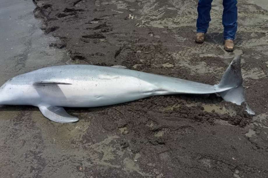 Este es el delfín que se encontró en las playas de Estados Unidos.