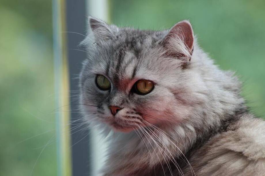 Los gato persa tienen un pelaje que debe ser cuidado con constancia. 
