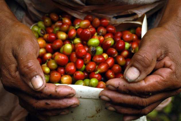 Producción cafetera en el país creció 3% en enero